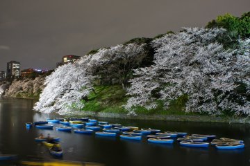 ดอกซากุระที่ Chidorigafuchi 