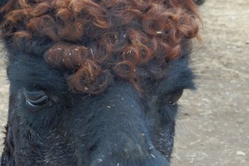 Dark&nbsp;skin with curly hair.&nbsp; Cool!