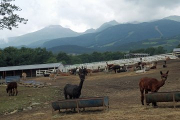 Nasu Alpaca Farm on the Nasu Plateau