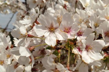 <p>The cherry blossoms that the Japanese love so much, enjoying the sunlight</p>