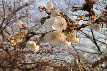 <p>Cherry blossoms a couple of days before their full bloom</p>