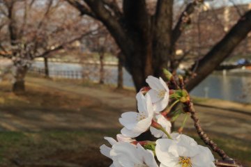 <p>First full bloomers!</p>