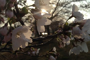 <p>Cherry blossoms, nice weather, and a sunset might be the perfect combination to refresh your mind</p>