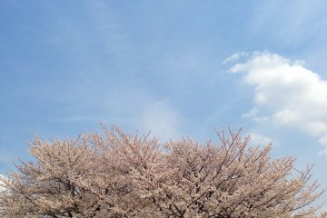 <p>Who would have guessed this picture was actually taken in Tokyo?</p>