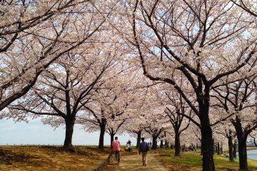 <p>Walking under these trees really soothes you</p>