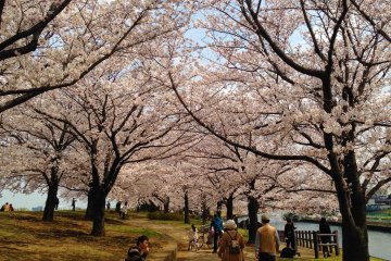 <p>Enjoying cherry blossoms is one of the things Japanese people like to do the most</p>