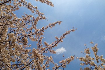 <p>Nothing like a beautiful blue sky to enjoy the cherry blossoms</p>