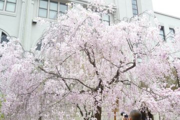Embracing the beauty of Sakuras