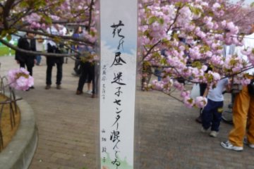 Japanese poem on a Sakura branch