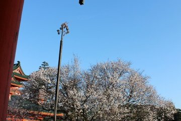 After the Heian Period, a tachibana orange tree (right), thought to be useful in achieving longevity, and a cherry blossom tree (left), were planted at the Western entrance to the southern area of this shrine, which was once the imperial palace