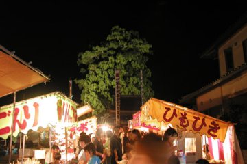 The Big spruce behind the shrine