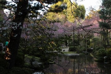 Cherry blossoms are reflected in White Tiger Pond