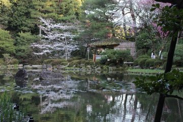 After the cherry blossoms have finished and the rainy season begins, Japanese irises will begin to bloom