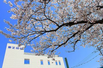 <p>This cherry blossom tree adds drama to the entrance of this building's compound. &nbsp;</p>
