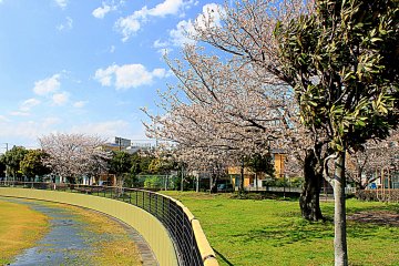 <p>Despite the constant rain and strong winds, the place looks lovely because of the dominant pinkish tint of the Cherry Blossom flowers.</p>