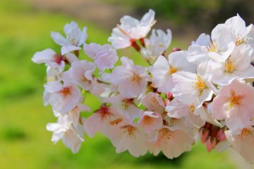 <p>Up close and personal with one of the symbols of Japan</p>