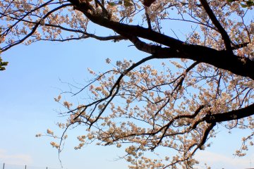 <p>Live simply, enjoy nature's beauty and love unconditionally.</p>