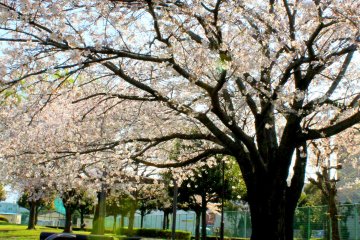 <p>When you feel blue, sit down under the Cherry Blossom tree full of pinkish flowers, look at your surroundings and evaluate your feelings after 10 minutes.</p>