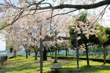 <p>The "Bermuda Triangle"-style bench and the Cherry Blossoms</p>
