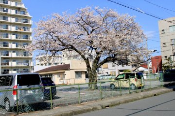 <p>This tree stands alone yet it is never lonely.</p>