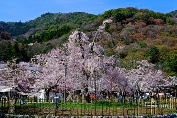 Bunga sakura raksasa yang merunduk