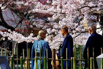 Para biksu menikmati bunga sakura mekar penuh