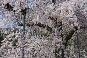 Pohon sakura merunduk dengan memamerkan kemekarannya