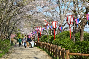 Beautifully landscaped walking paths and lanterns to celebrate the cherry blossom season