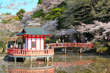Cherry blossom trees surround the large pond to highlight Bentendou and its bridge