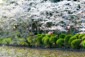 The&nbsp;Yoshino Cherry tree is the most prevalent species at Mobara Park