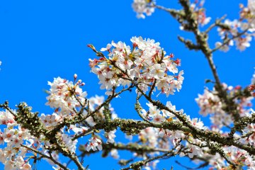 A close-up of the&nbsp;Yoshino Cherry blossoms in full bloom