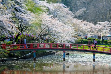 The cherry blossom petals were already fluttering into the pond; a reminder of the short lived cherry blossom season