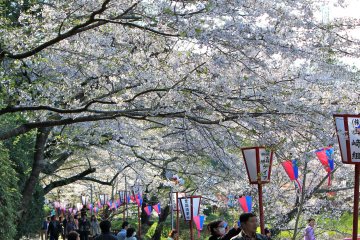 At 160,000 square meters, Mobara Park has plenty of walking paths to admire