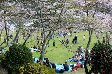 Enjoy a hanami party in the large grassy area