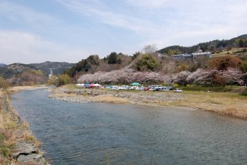 Chisei is a great spot for a cherry blossom viewing picnic.