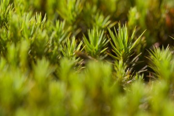 Along the Susuki Plain you'll find beds of moss; this is a macro view