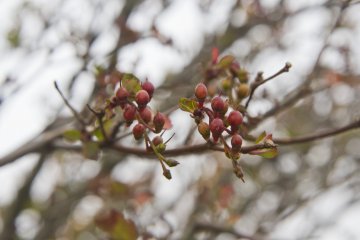The foliage changes quickly with elevation, from forest to thin brush to mostly bare rock at the peak