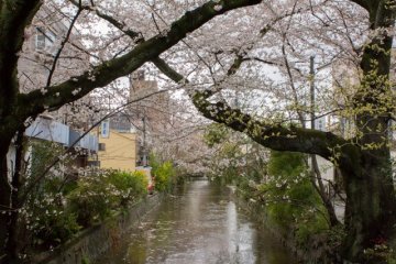 <p>Des cerisiers en fleurs le long de la rivi&egrave;re Takase&nbsp;(高瀬川), Kiyamachi Dōri (Shimogyō-ku, Kyoto).</p>