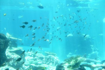 <p>Tiddlers: some of the smaller fish in the Kuroshio tank.</p>