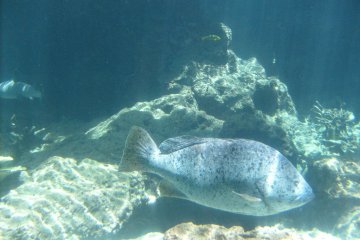 <p>Nice to meet you! A fish comes to the window of the Kuroshio tank.</p>