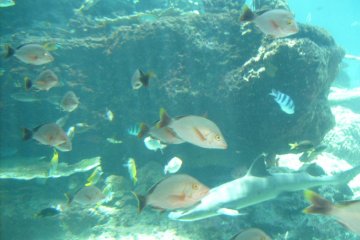 <p>All the colors you can count: tropical fish show themselves off.</p>