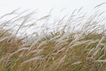<p>Susuki in the wind</p>