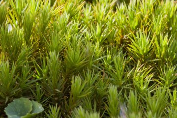 <p>Macro view of common haircap; it&nbsp;thrives near the pond in damp soil that's also very acidic due to the sulfur from Mt. Io</p>
