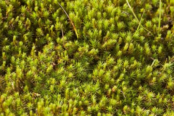 <p>There's a large bed of this moss, common haircap&nbsp;(Polytrichum commune), or umasugigoke,&nbsp;near the pond; soft and fluffy,&nbsp;this species is very widely cultivated in Japanese gardens</p>