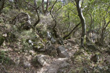 La forêt au pied du Mont Karakuni