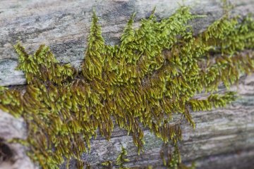 Certaines mousses préfèrent le bois lisse à d'autres surfaces