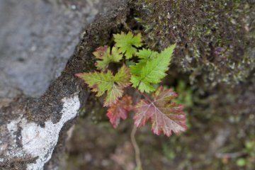 Une jeune pousse qui commence à changer de couleurs