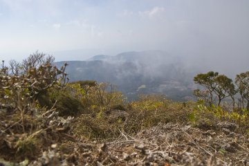 On atteint la limite des nuages lorsque la forêt s'éclaircit