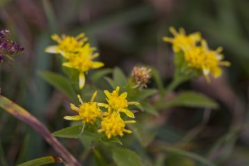Un des très rares fleurs dans ce paysage : l'akinokirinsou ou en français la Solidage verge d'or (Solidago virgaurea)