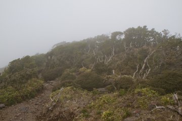 Les arbres et arbustes balayés par le vent